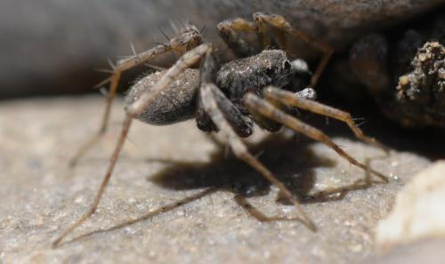 Pardosa sp.